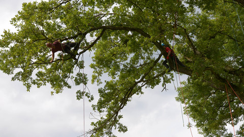 Tree Climber, Bild 8